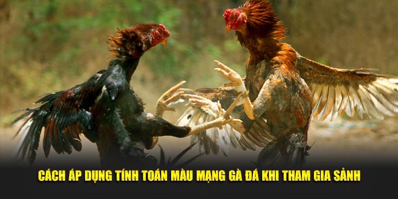 Cách áp dụng tính toán màu mạng gà đá khi tham gia sảnh